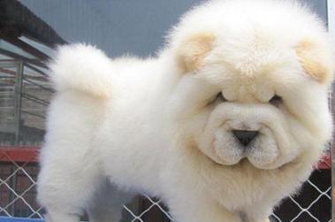 新手养松狮完全指南｜品种特点与养护要点全解析