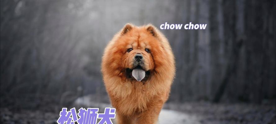 新手养松狮完全指南｜品种特点与养护要点全解析