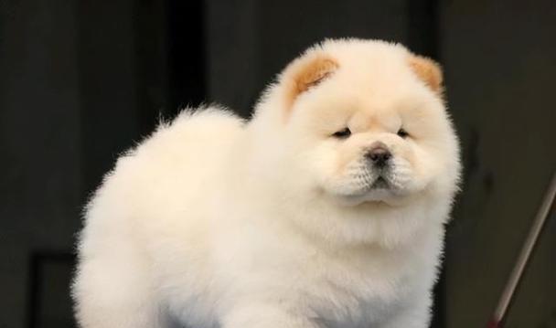 新手养松狮完全指南｜品种特点与养护要点全解析