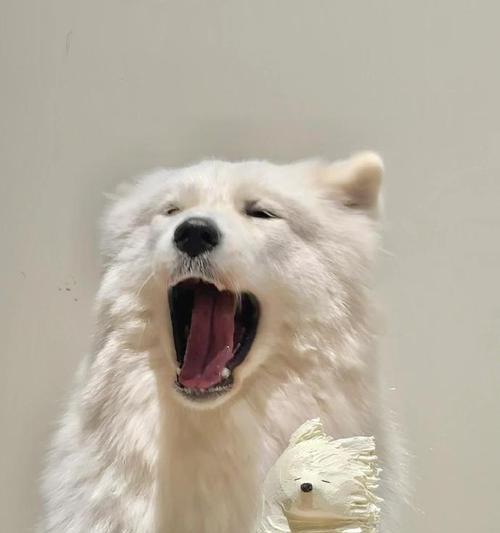 萨摩耶拒食训练指南|守护爱犬消化健康全攻略 萨摩耶拒食训练指南|守护爱犬消化健康全攻略