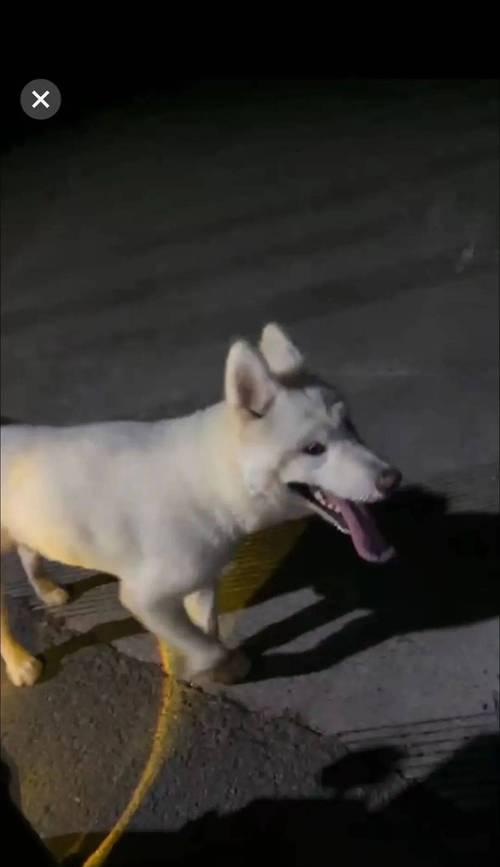 萨摩耶拒食训练指南|守护爱犬消化健康全攻略 萨摩耶拒食训练指南|守护爱犬消化健康全攻略