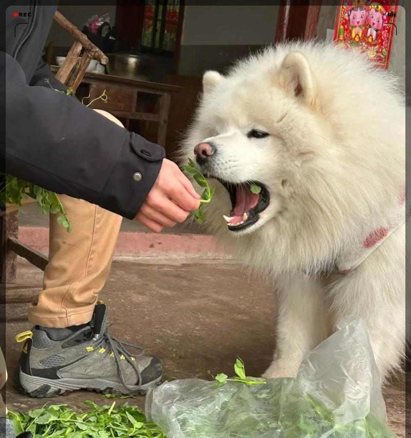 萨摩耶拒食训练指南|守护爱犬消化健康全攻略 萨摩耶拒食训练指南|守护爱犬消化健康全攻略