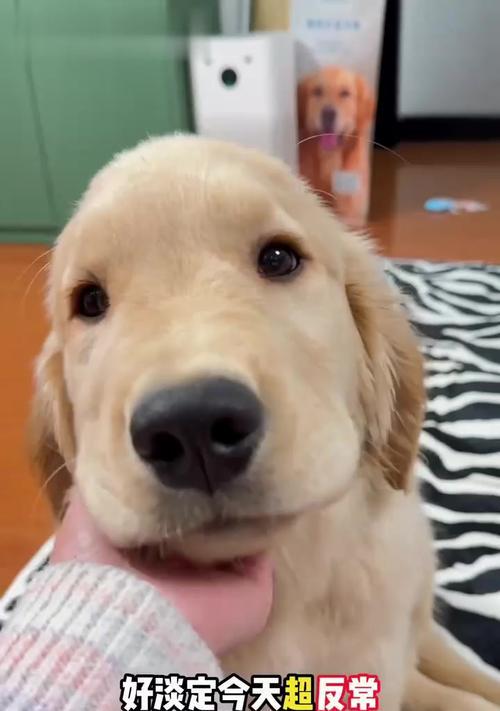 小狗受惊吓后多久能恢复｜行为变化及护理全攻略