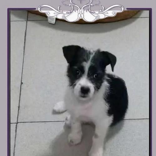 小狗受惊吓后多久能恢复｜行为变化及护理全攻略