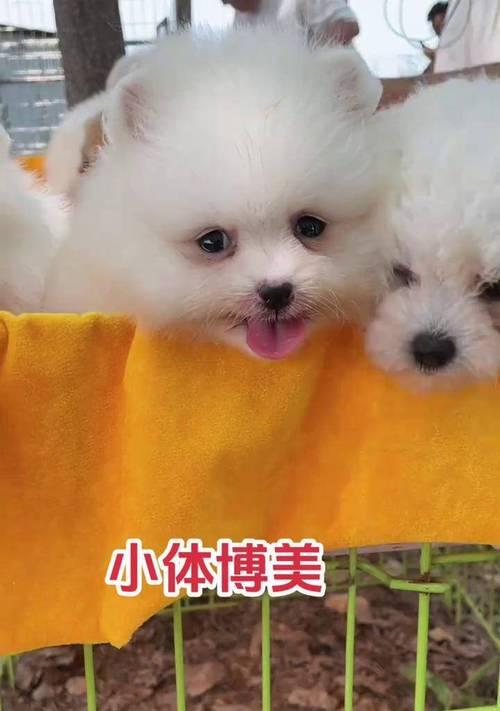 博美犬为何叫俊介犬？可爱小狗魅力全攻略