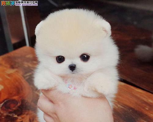 博美犬为何叫俊介犬？可爱小狗魅力全攻略