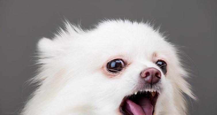 博美犬为何叫俊介犬？可爱小狗魅力全攻略