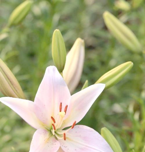 10种对狗狗有毒的家养植物|养宠家庭必读 10种对狗狗有毒的家养植物|养宠家庭必读