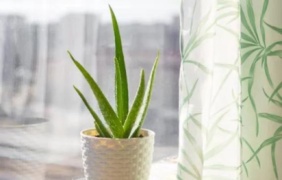 10种对狗狗有毒的家养植物|养宠家庭必读 10种对狗狗有毒的家养植物|养宠家庭必读