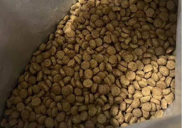 原本鱼油鲜肉酥化猫粮测评|美毛肠道双效猫粮全攻略 原本鱼油鲜肉酥化猫粮测评|美毛肠道双效猫粮全攻略