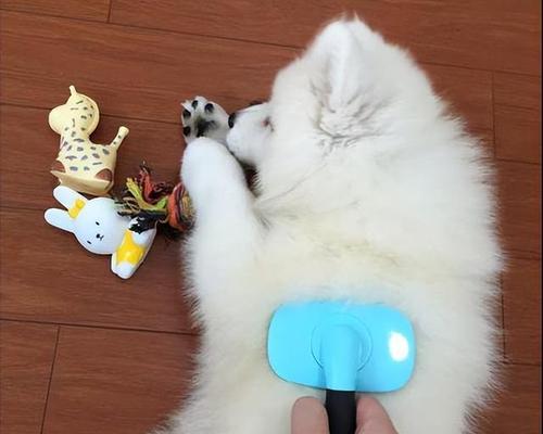 萨摩耶掉毛周期及原因全攻略|科学护理减少掉毛 萨摩耶掉毛周期及原因全攻略|科学护理减少掉毛