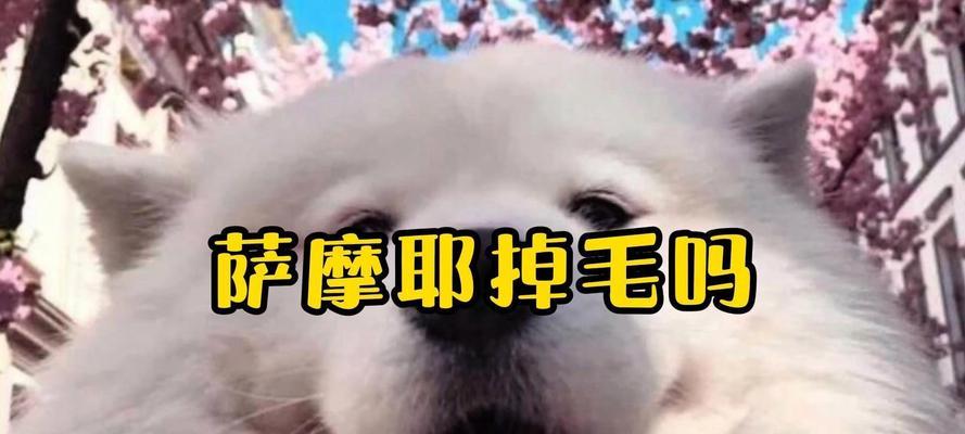 萨摩耶掉毛周期及原因全攻略|科学护理减少掉毛 萨摩耶掉毛周期及原因全攻略|科学护理减少掉毛