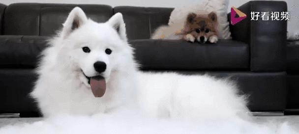 萨摩耶掉毛周期及原因全攻略|科学护理减少掉毛 萨摩耶掉毛周期及原因全攻略|科学护理减少掉毛