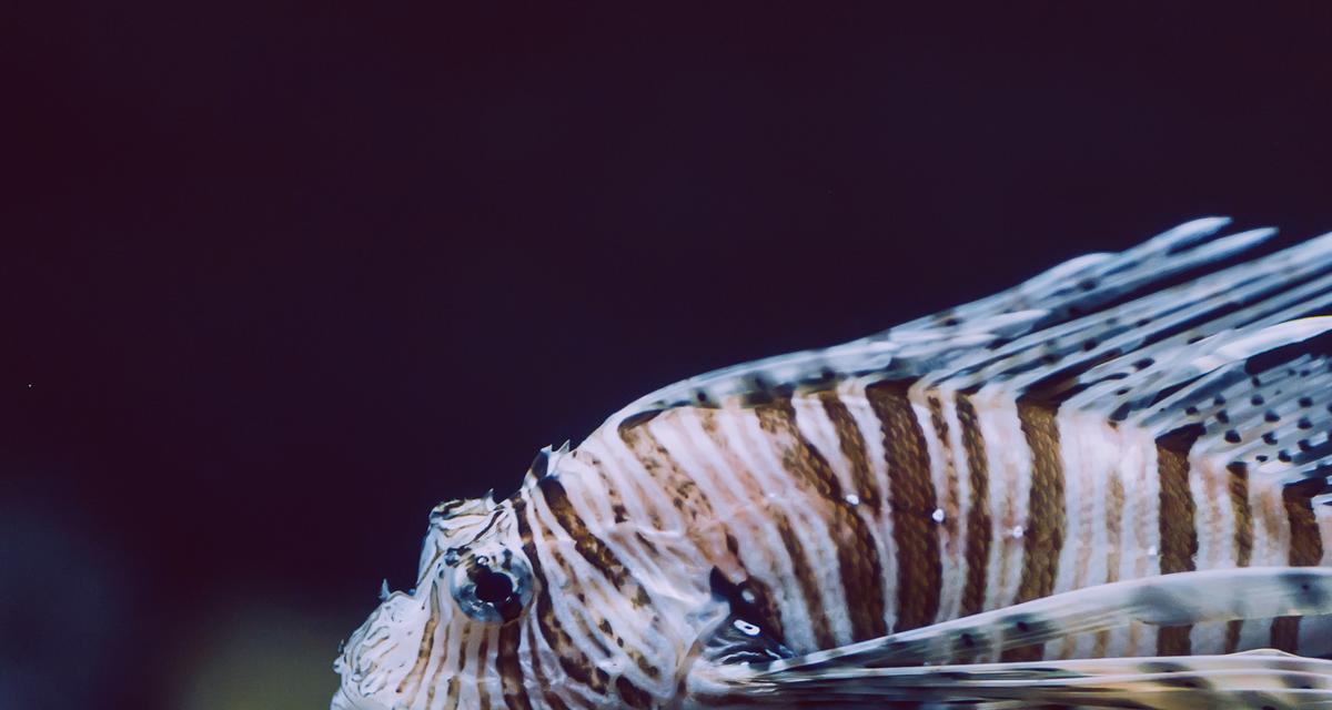 观赏鱼寿命全攻略|常见鱼类寿命与养护要点 观赏鱼寿命全攻略|常见鱼类寿命与养护要点