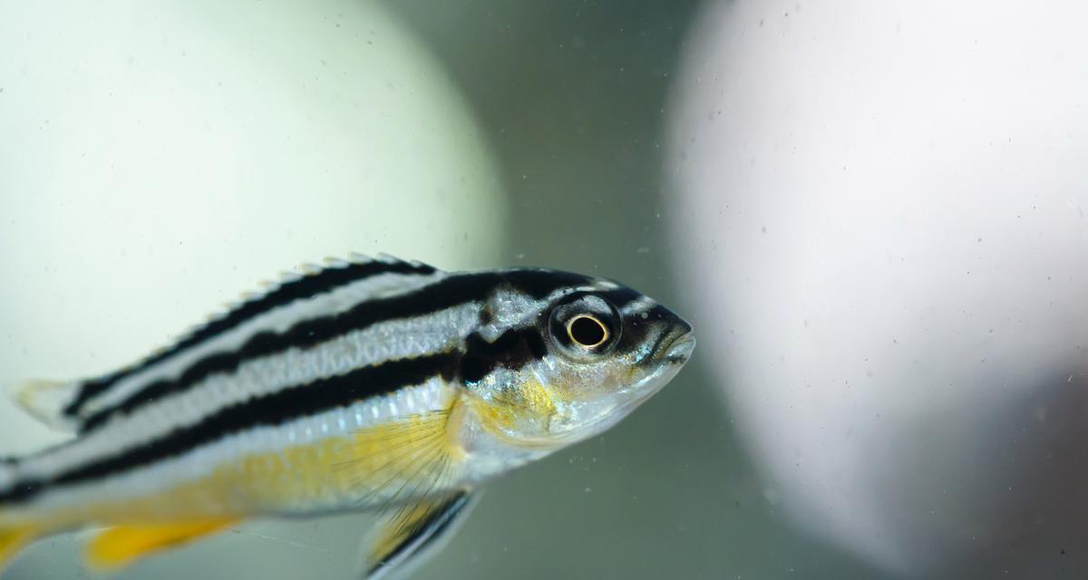 观赏鱼寿命全攻略|常见鱼类寿命与养护要点 观赏鱼寿命全攻略|常见鱼类寿命与养护要点