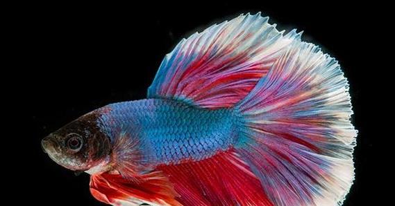 观赏鱼寿命全攻略|常见鱼类寿命与养护要点 观赏鱼寿命全攻略|常见鱼类寿命与养护要点