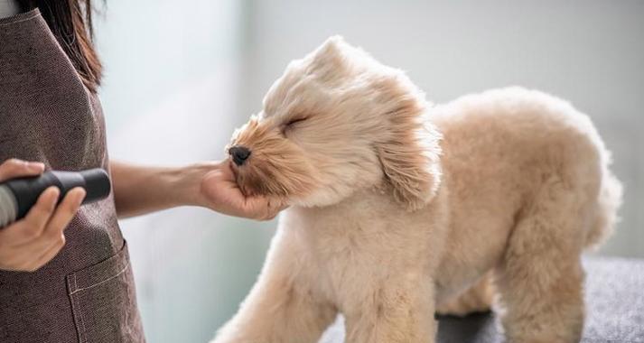 预防狗狗耳朵感染的有效方法｜宠物耳朵健康全攻略