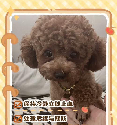 狗狗指甲修剪频率与技巧全攻略|实用指南 狗狗指甲修剪频率与技巧全攻略|实用指南