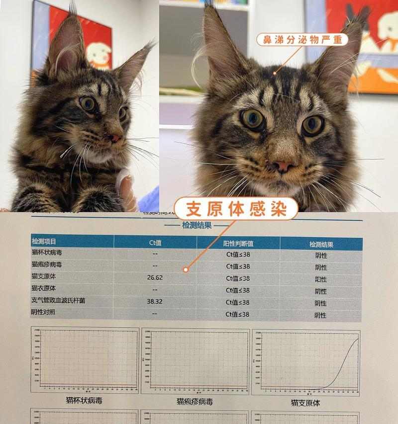 猫支原体感染全攻略|预防与治疗关键要点 猫支原体感染全攻略|预防与治疗关键要点