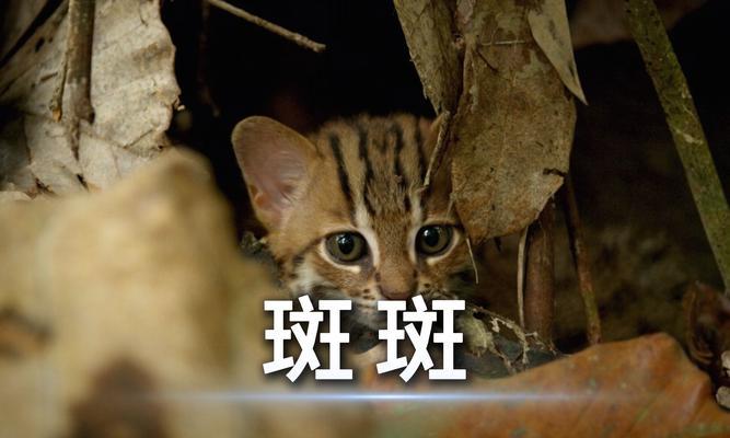 探秘世界上最小的猫咪｜锈斑豹猫的神奇能力全攻略