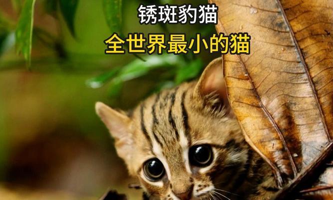 探秘世界上最小的猫咪｜锈斑豹猫的神奇能力全攻略