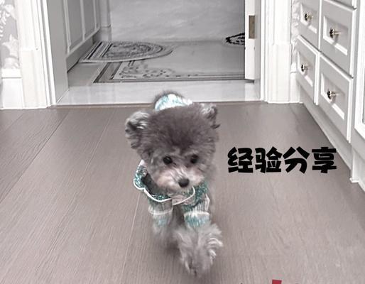 狗狗绝育后多久可以喝水|实用指南 狗狗绝育后多久可以喝水|实用指南