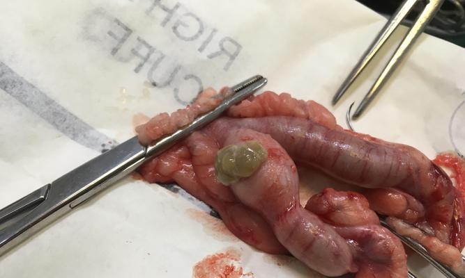 狗狗绝育后多久可以喝水|实用指南 狗狗绝育后多久可以喝水|实用指南