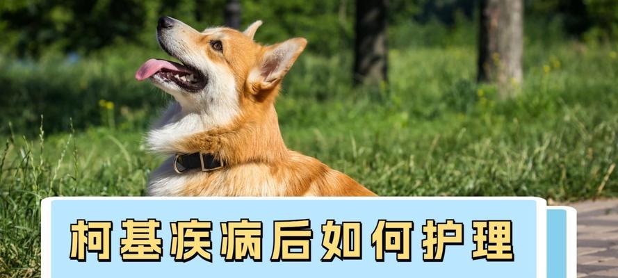 狗狗绝育后多久可以喝水|实用指南 狗狗绝育后多久可以喝水|实用指南