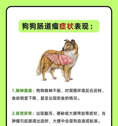 小狗肠梗阻症状及识别方法|宠物健康实用指南 小狗肠梗阻症状及识别方法|宠物健康实用指南