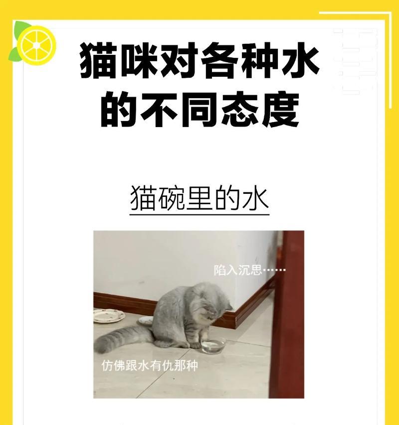 猫咪多久不喝水正常|健康饮水指南全攻略 猫咪多久不喝水正常|健康饮水指南全攻略