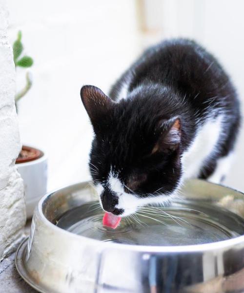 猫咪多久不喝水正常|健康饮水指南全攻略 猫咪多久不喝水正常|健康饮水指南全攻略