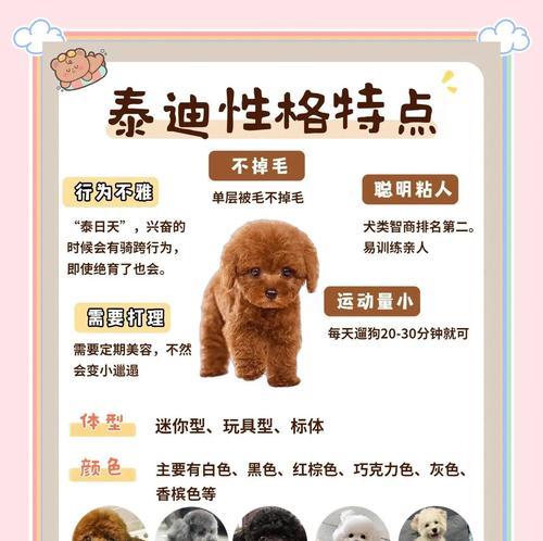 泰迪狗繁殖周期全攻略|了解生小狗间隔时间 泰迪狗繁殖周期全攻略|了解生小狗间隔时间