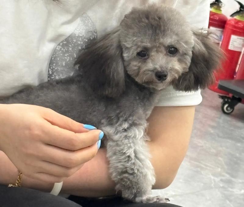 泰迪狗繁殖周期全攻略|了解生小狗间隔时间 泰迪狗繁殖周期全攻略|了解生小狗间隔时间