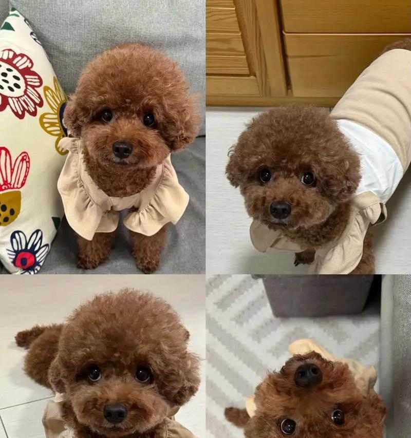 泰迪狗繁殖周期全攻略|了解生小狗间隔时间 泰迪狗繁殖周期全攻略|了解生小狗间隔时间