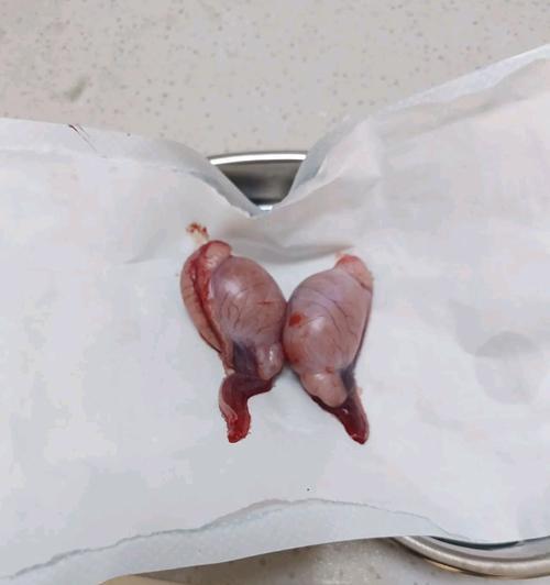 狗手术后康复时间及注意事项｜实用指南