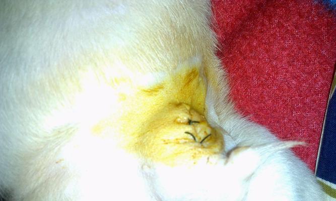 狗手术后康复时间及注意事项｜实用指南