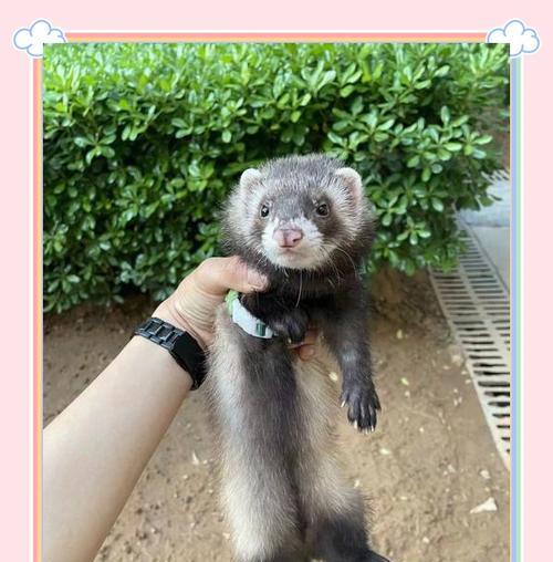 幼貂排便频率及注意事项｜宠物养护实用指南