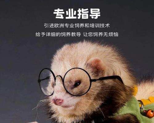 幼貂排便频率及注意事项｜宠物养护实用指南