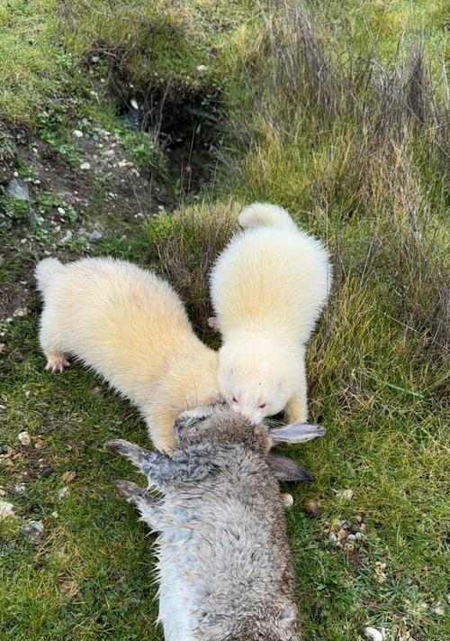 幼貂排便频率及注意事项｜宠物养护实用指南