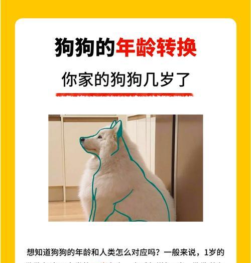 狗狗冷知识全攻略|养狗人必知的50个秘密 狗狗冷知识全攻略|养狗人必知的50个秘密