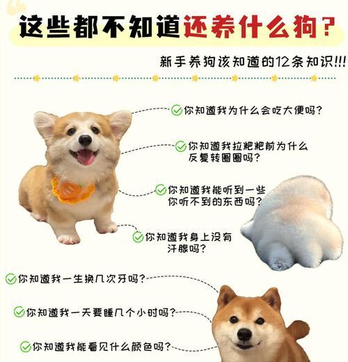狗狗冷知识全攻略|养狗人必知的50个秘密 狗狗冷知识全攻略|养狗人必知的50个秘密
