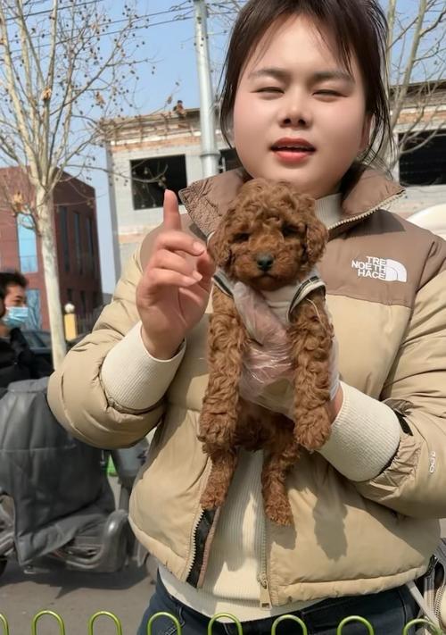 泰迪狗价格影响因素全面解析:品种纯度血统健康状况等15大要素 泰迪狗价格影响因素全面解析:品种纯度血统健康状况等15大要素