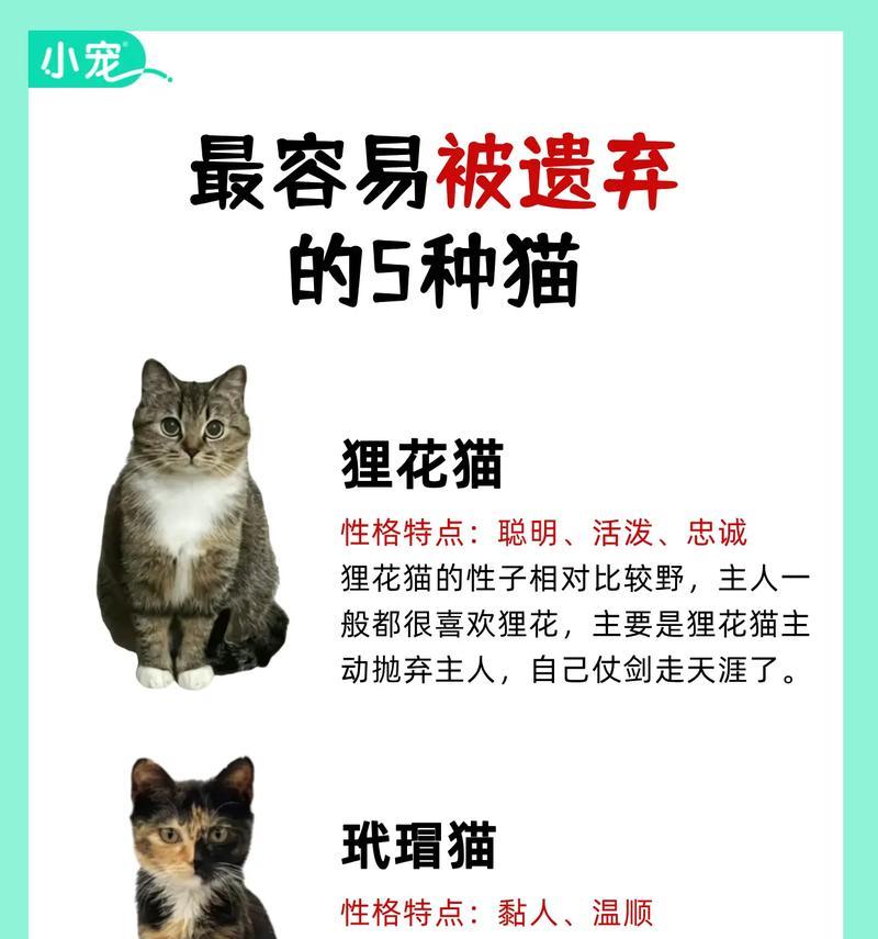 养猫必备7大注意事项,让你的猫咪健康快乐成长 养猫必备7大注意事项,让你的猫咪健康快乐成长