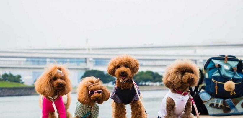 泰迪狗价格影响因素全面解析:品种纯度血统健康状况等15大要素 泰迪狗价格影响因素全面解析:品种纯度血统健康状况等15大要素