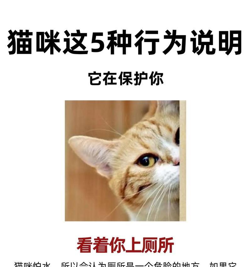 养猫必备7大注意事项,让你的猫咪健康快乐成长 养猫必备7大注意事项,让你的猫咪健康快乐成长