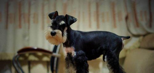 雪纳瑞剃胎毛频率与技巧详解 雪纳瑞剃胎毛频率与技巧详解