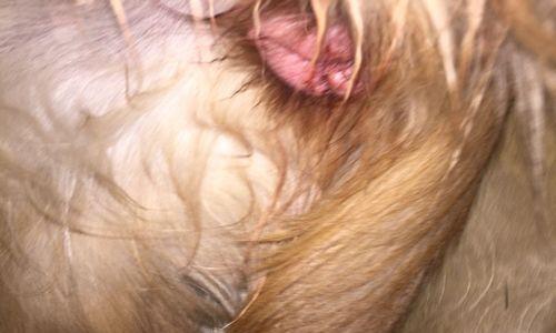 金毛犬交配全攻略:从准备到分娩的15个关键注意事项 金毛犬交配全攻略:从准备到分娩的15个关键注意事项