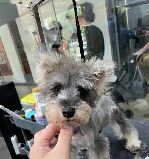 雪纳瑞剃胎毛频率与技巧详解 雪纳瑞剃胎毛频率与技巧详解