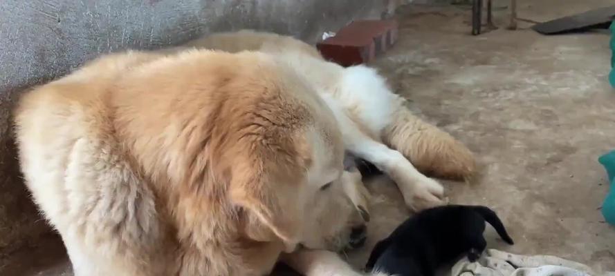 金毛犬交配全攻略:从准备到分娩的15个关键注意事项 金毛犬交配全攻略:从准备到分娩的15个关键注意事项