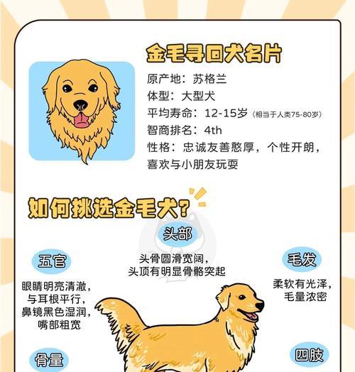 金毛犬交配全攻略:从准备到分娩的15个关键注意事项 金毛犬交配全攻略:从准备到分娩的15个关键注意事项